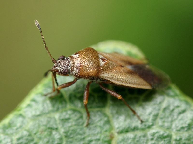 Cymus melanocephalus Fieber, 1861